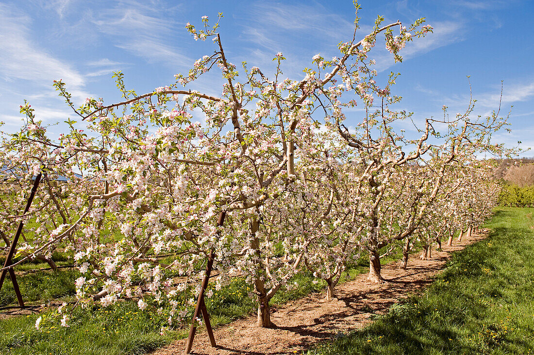 France, Alpes de Haute Provence, blooming orchard, apple trees