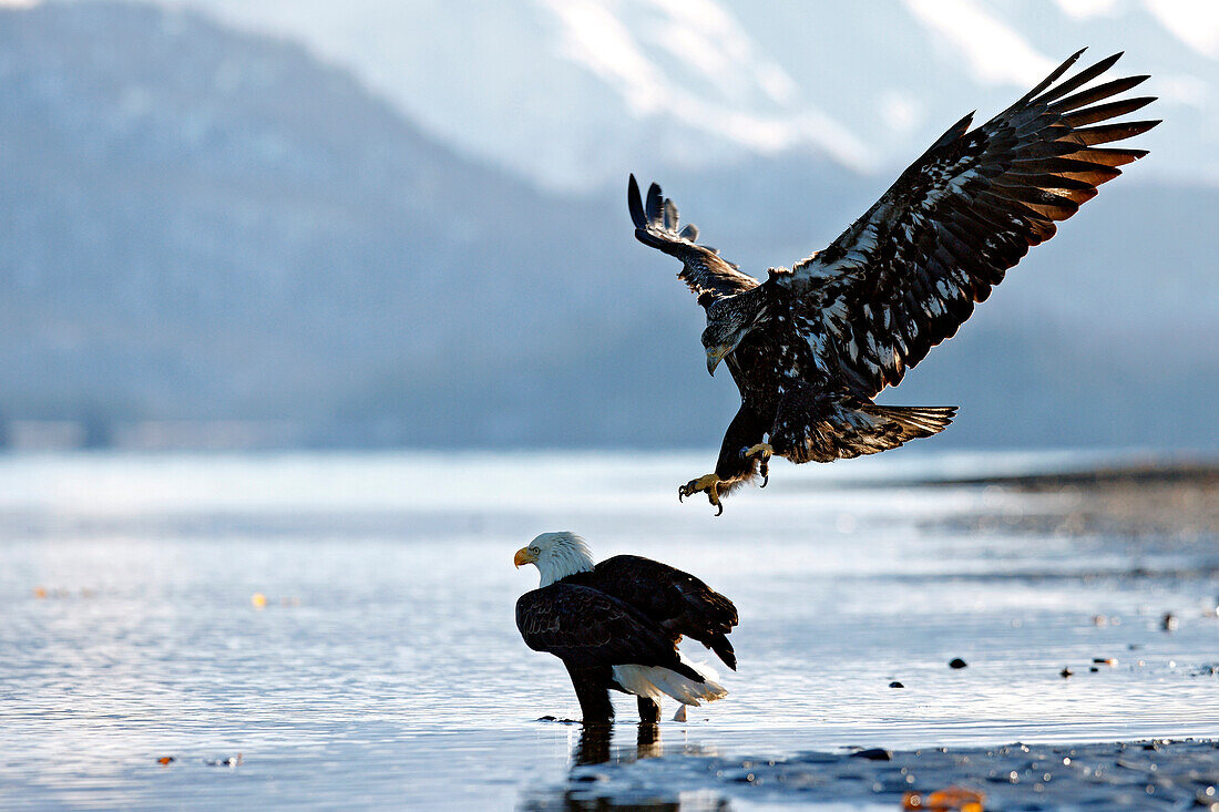 United-States, Alaska, bald eagle (Haliaeetus leucocephalus)