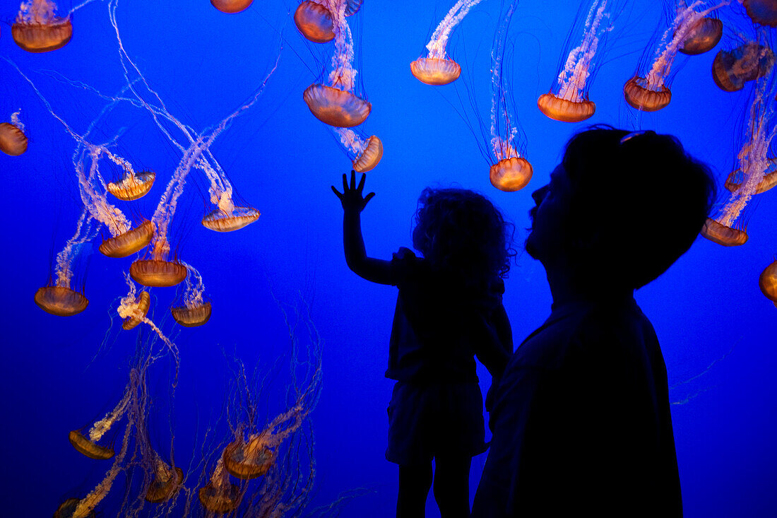 United States, California, Monterey Peninsula, Monterey, Cannery Row, Monterey Bay Aquarium, jellyfish pool, father and daughter