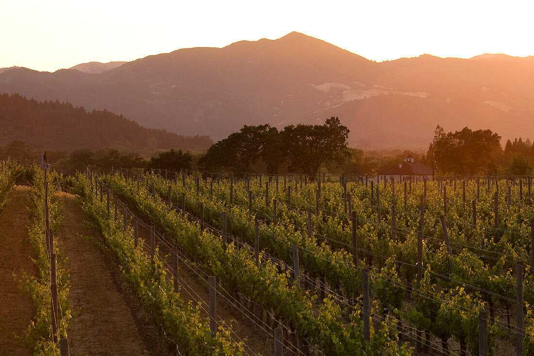 United States, California, Napa Valley, Silverado Trail, Sunset on the vines