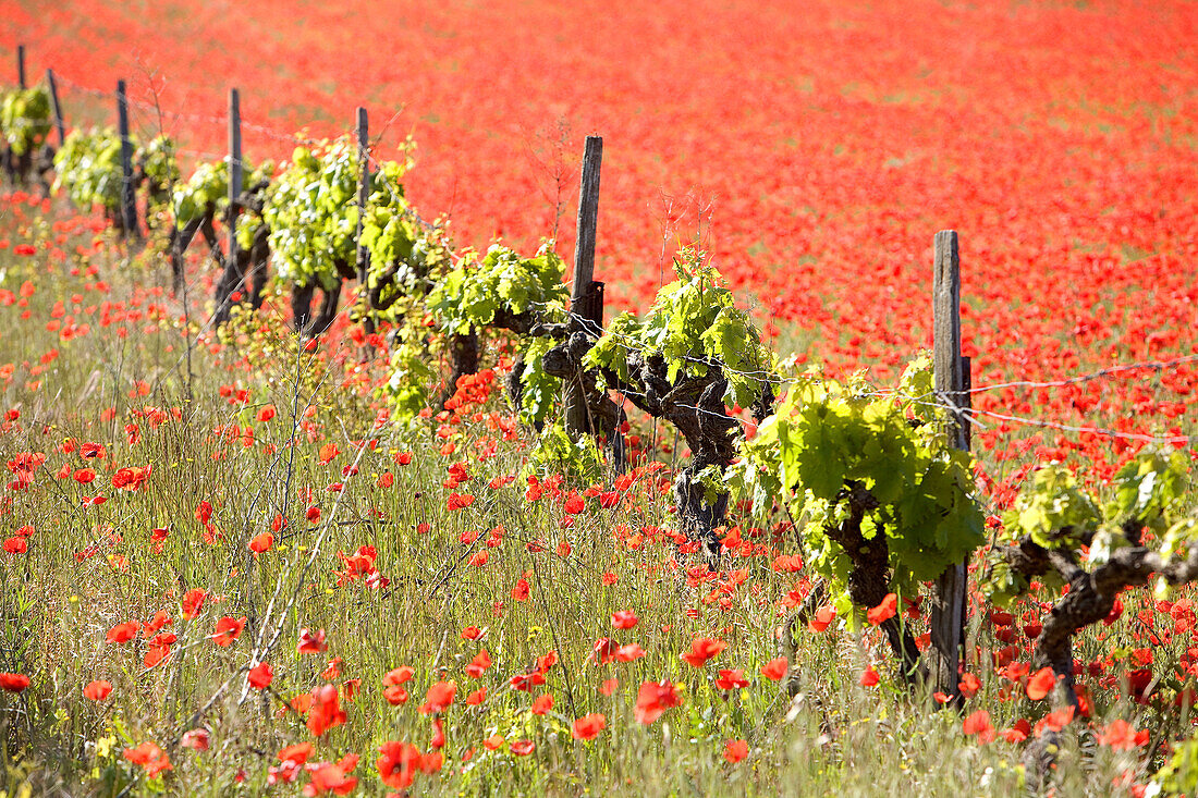 France, Vaucluse, Luberon, Aigues valley, near Saint Martin de la Brasque, poppies fields and vine