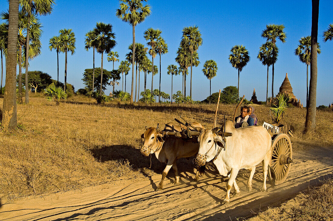 Myanmar (Burma), Mandalay Division, Bagan, Old Bagan, ox cart