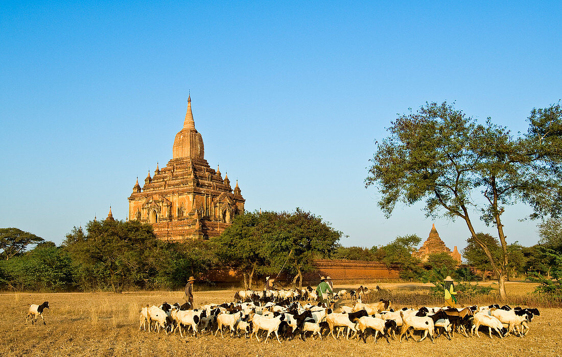 Myanmar (Burma), Mandalay Division, Bagan, Old Bagan, pagoda Sulamani (Pahto Sulamani) built end of 12th century, shepherd and his goats