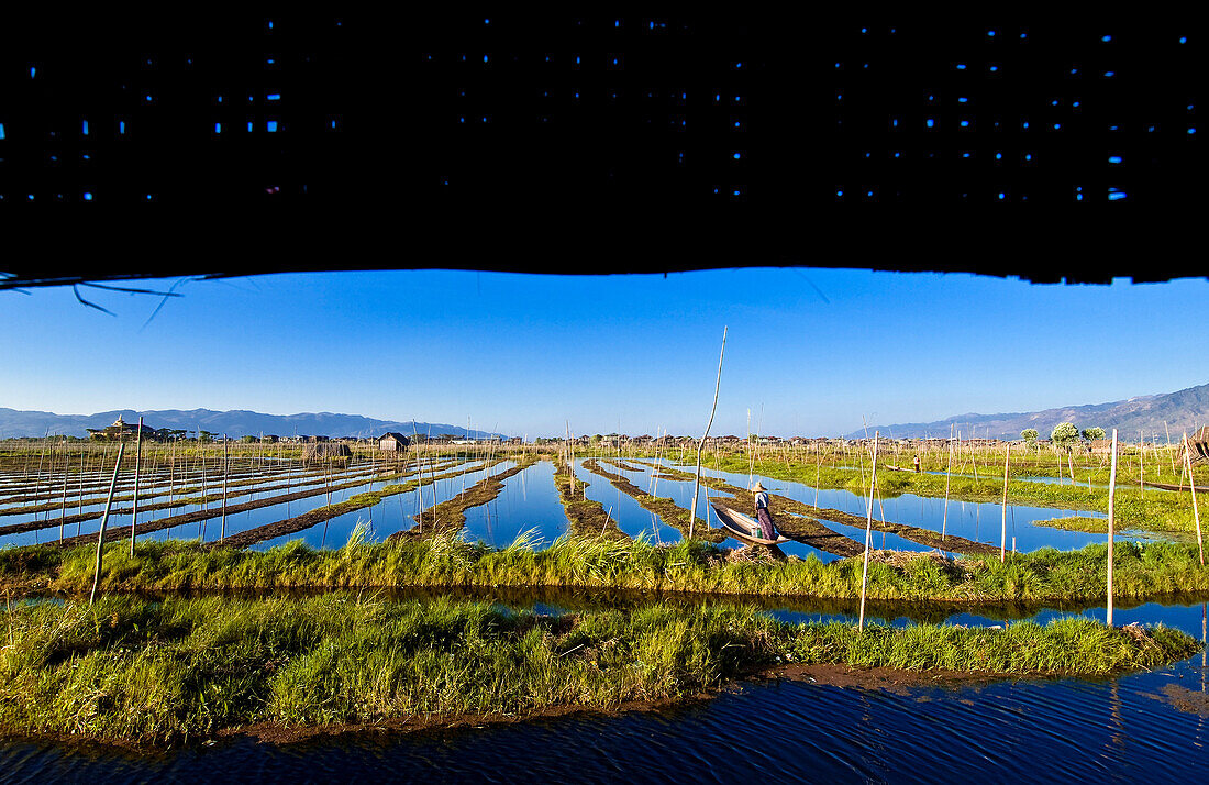 Myanmar (Burma), Shan State, Inle Lake, U Kyaw Hla checking his tomatoe plantations in his floating garden on dugout canoe