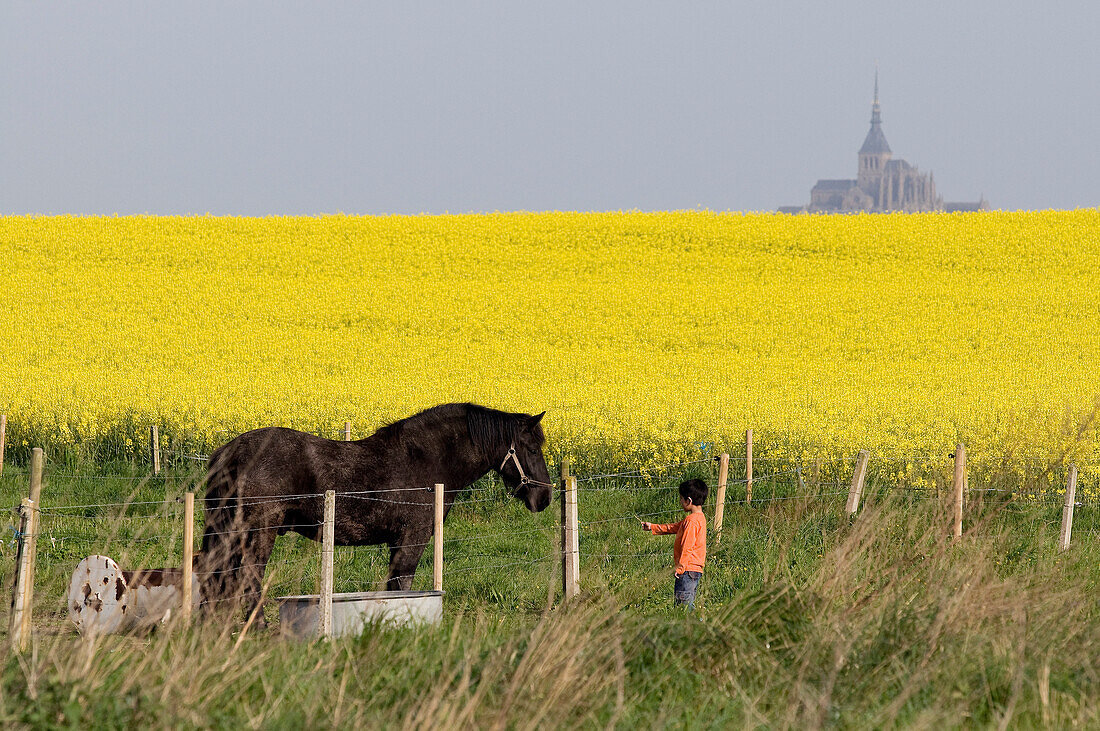 France, Manche, bay of Mont Saint Michel, listed as World Heritage by UNESCO, Huisnes, field of colza in flower, horse and child