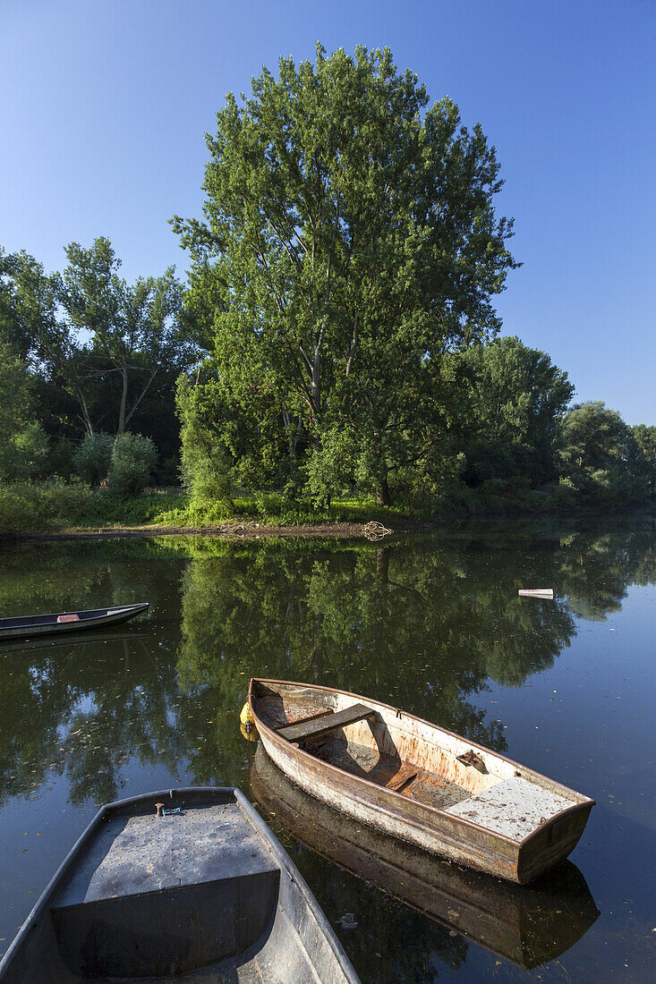 Old boats at the Siegmündung in the Rhine near Mondorf, near Bonn, North Rhine-Westphalia, Germany