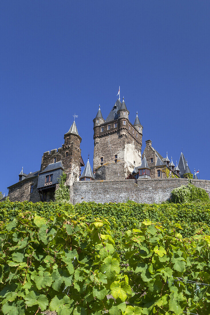 Reichsburg Cochem in the vineyards above Cochem, Eifel, Rheinland-Palatinate, Germany, Europe