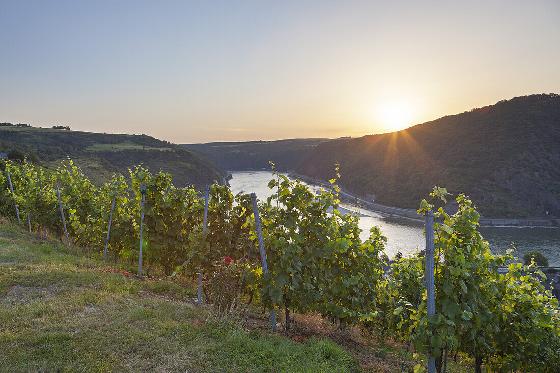 View over vineyards at the Rhine, Upper Middle Rhine Valley, Rheinland-Palatinate, Germany, Europe