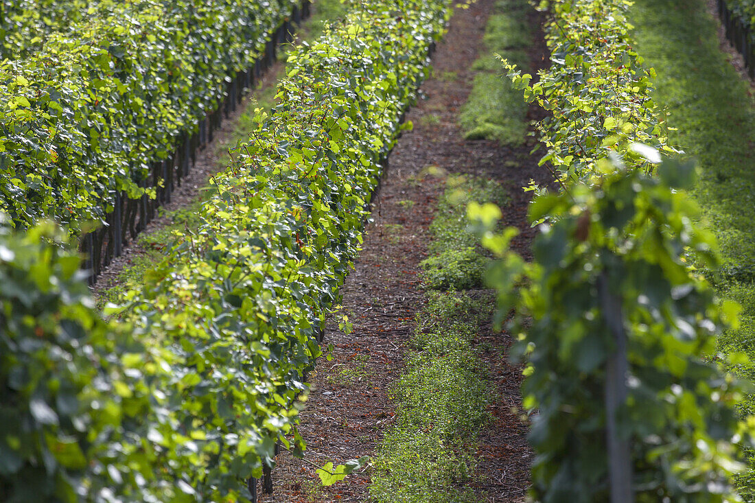 Weinreben bei Trechtingshausen, Oberes Mittelrheintal, Rheinland-Pfalz, Deutschland, Europa