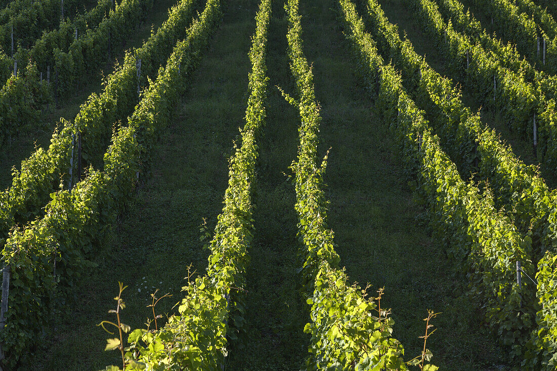 Weinreben bei Bacharach am Rhein, Oberes Mittelrheintal, Rheinland-Pfalz, Deutschland, Europa