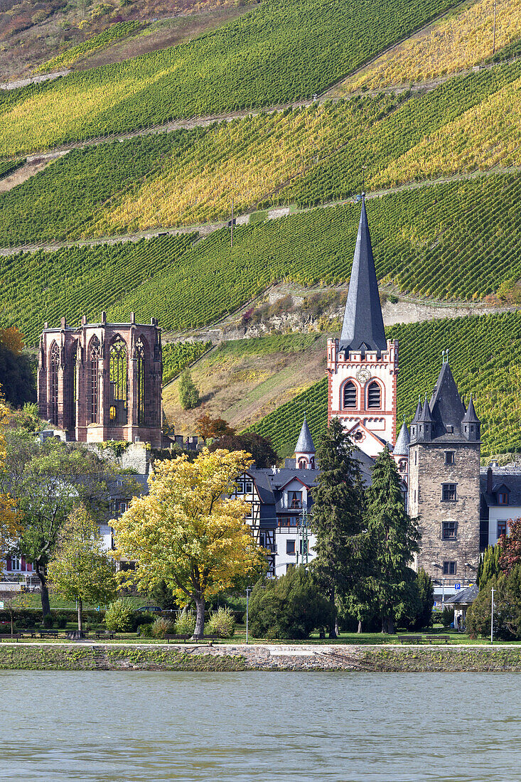 Blick über den Rhein auf Bacharach mit der Kirche St. Peter, Oberes Mittelrheintal, Rheinland-Pfalz, Deutschland, Europa