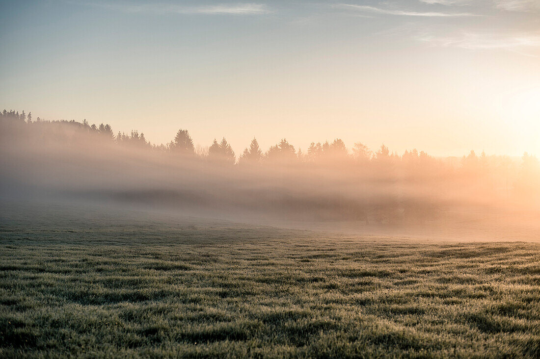 Close to Lake Hopfensee, Allgaeu, Bavaria, Germany, Morningmood, Mist, Sunrise