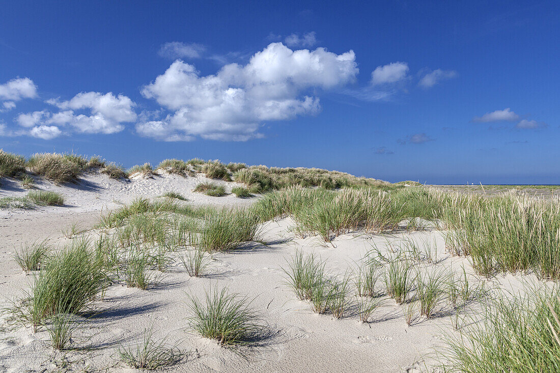 Dünen an der Landspitze Grenen der Nordspitze Jütland, Zusammentreffen von Nordsee und Kattegat, Nordjylland, Jylland, Dänemark, Nordeuropa, Europa