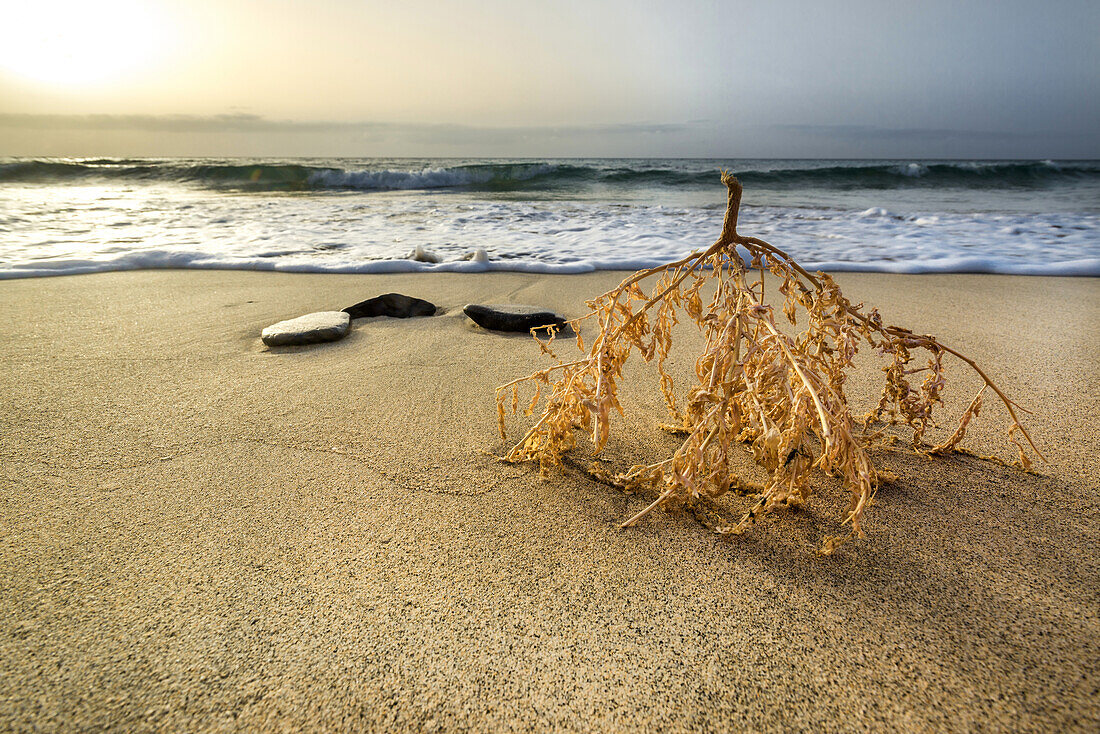 Drei runde Steine und eine Palmenblüte liegen am Strand Playa del Matorral bei Morro Jable in der Morgenstimmung. Morro Jable, Fuerteventura, Kanarische Inseln, Spanien