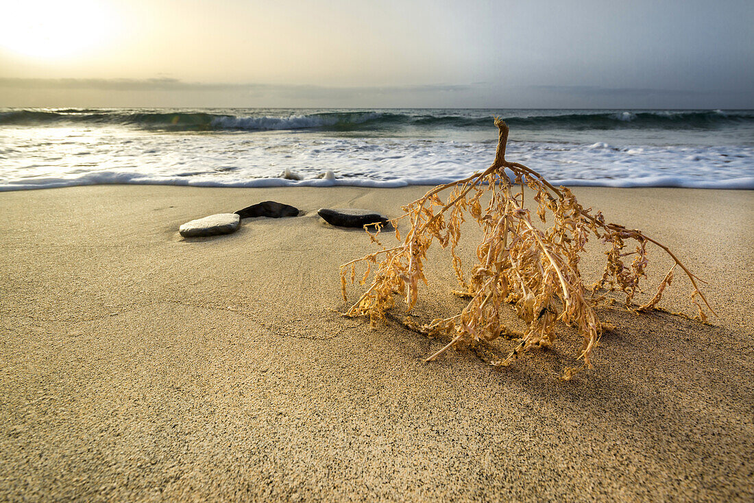 Three round stones and a palm flower lying on the beach Playa del Matorral at Morro Jable in the morning mood. Morro Jable, Fuerteventura, Canary Islands, Spain