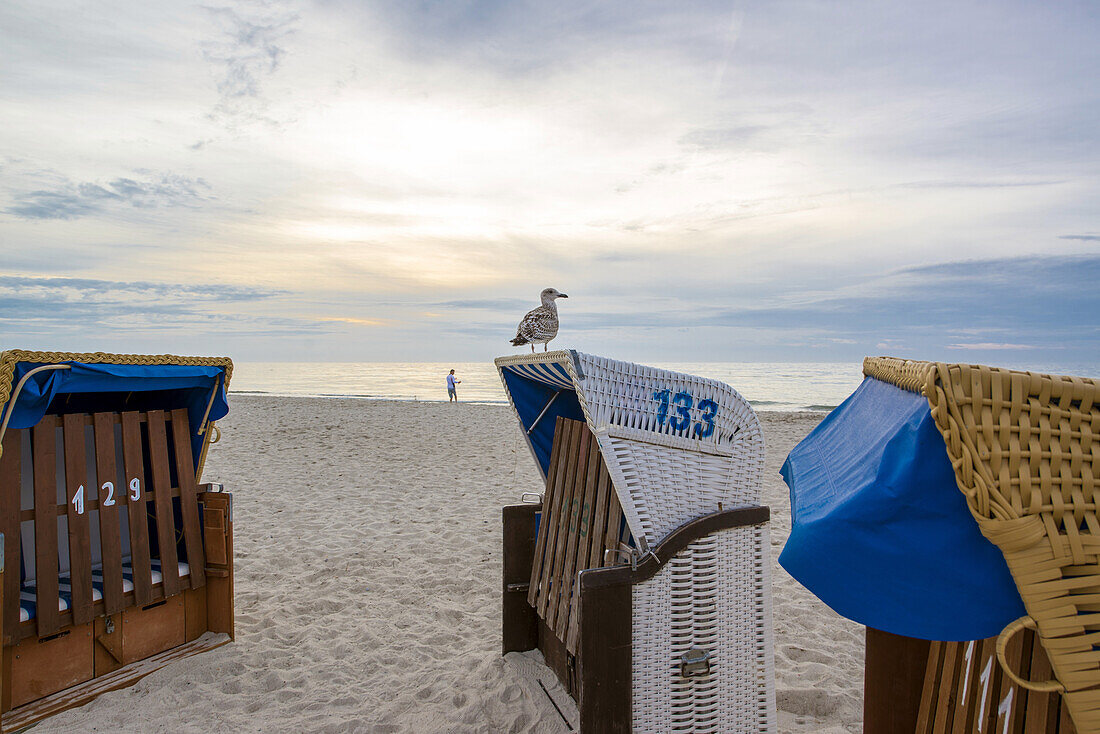 A seagull sitting on a beach chair. Dierhagen, Darß Mecklenburg-Vorpommern, Germany