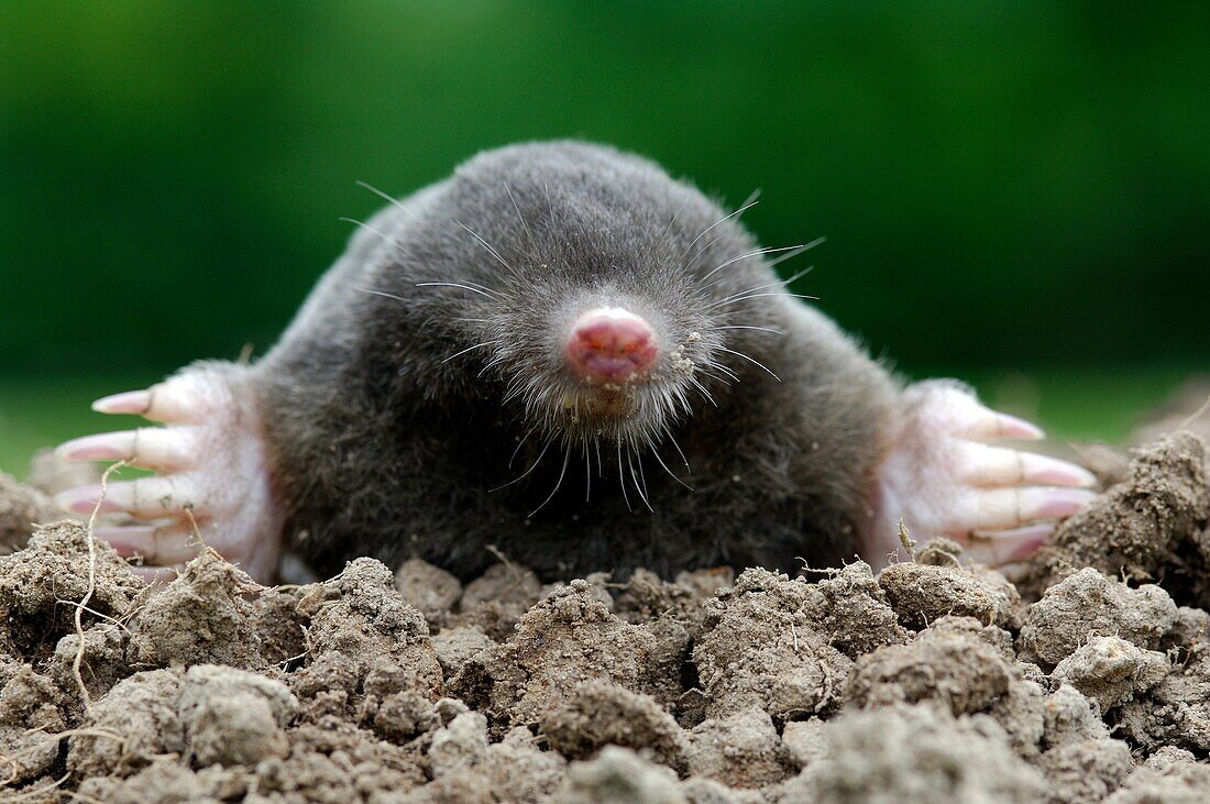 European or Common Mole Talpa europaea, Belgium