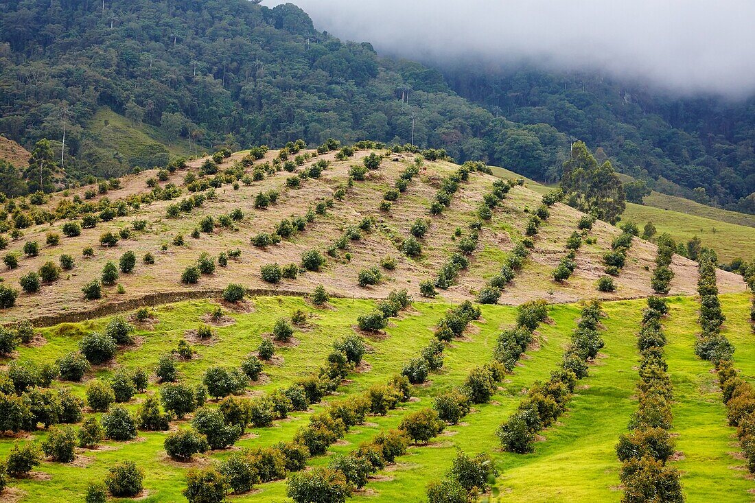 Avocado-Plantage, Valle del Cocora, Salento, Quindio, Kolumbien