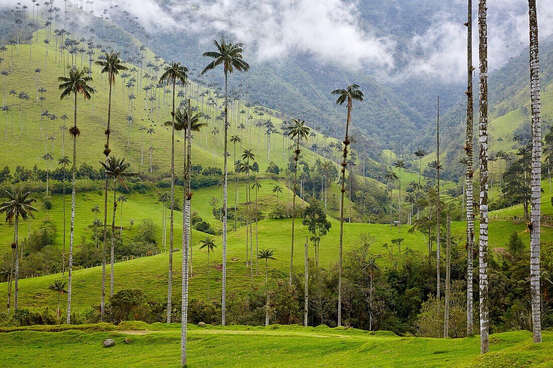 Palma de Cera del Quindío (Ceroxylon quindiuense), Valle del Cocora, Salento, Quindio, Kolumbien, Südamerika