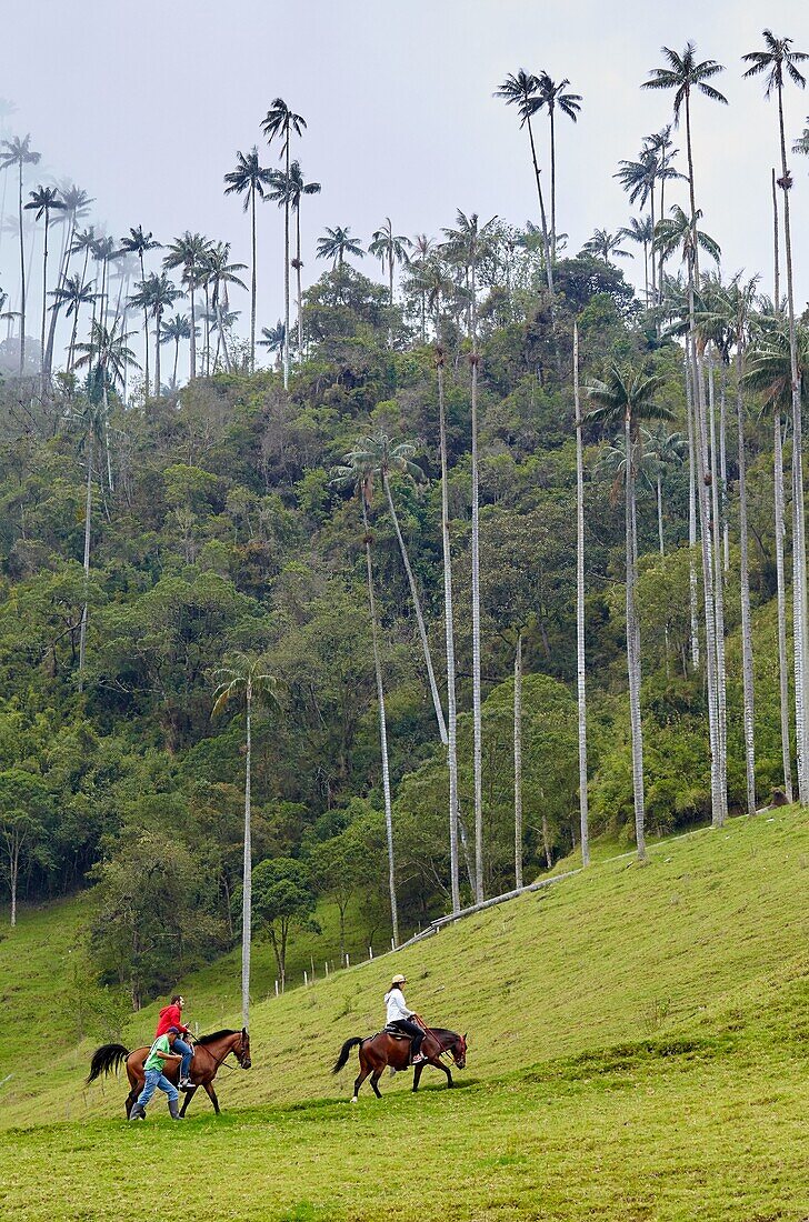 Touristen beim Reiten, Valle del Cocora, Salento, Quindio, Kolumbien, Südamerika