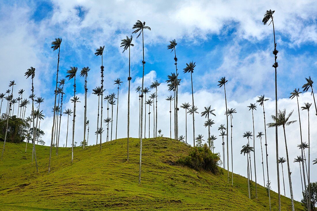 Palma de Cera del Quindío (Ceroxylon quindiuense), Valle del Cocora, Salento, Quindio, Kolumbien, Südamerika