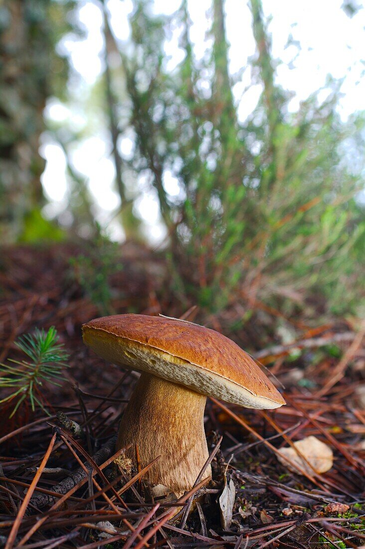 Eatable mushroom. Bolete.