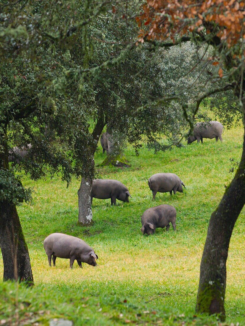 Herd of iberian pigs, Jabugo, Huelva province, Spain.