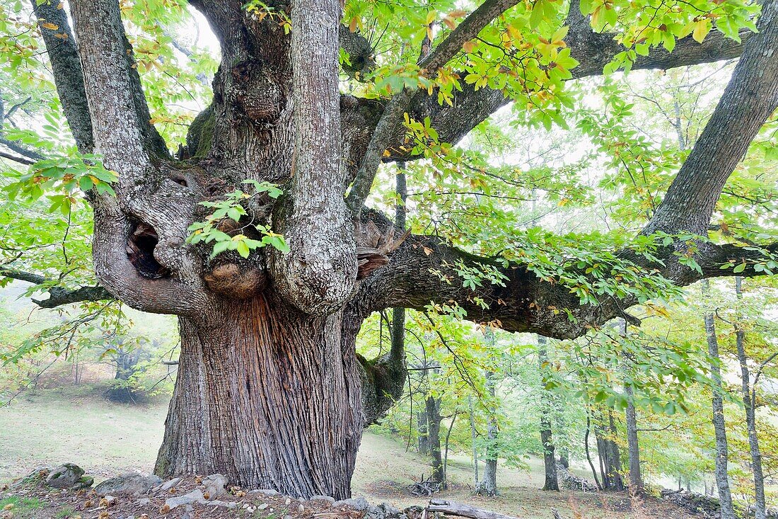 Chestnuts in Casillas. Avila. Castilla Leon. Spain. Europe.