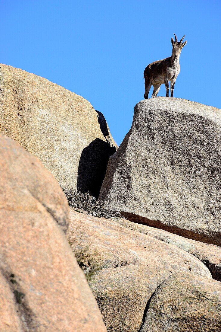 Goat (Capra hispanica) in La Pedriza near Manzanares el Real, Madrid, Spain.