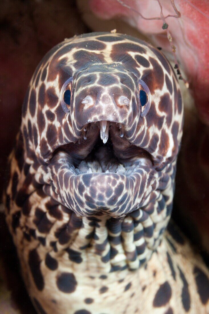 Honeycomb Moray cleaned by Shrimp, Gymnothorax isingteena, Bali, Indonesia.