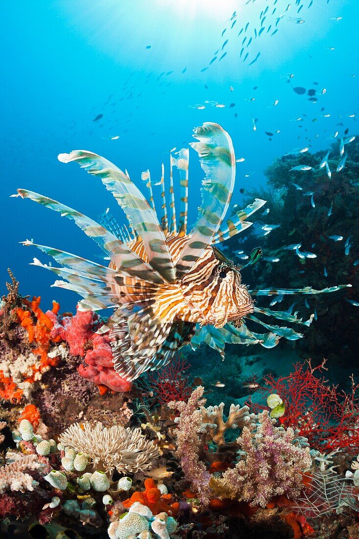 Lionfish in Coral Reef, Pterois volitans, Komodo National Park, Indonesia.