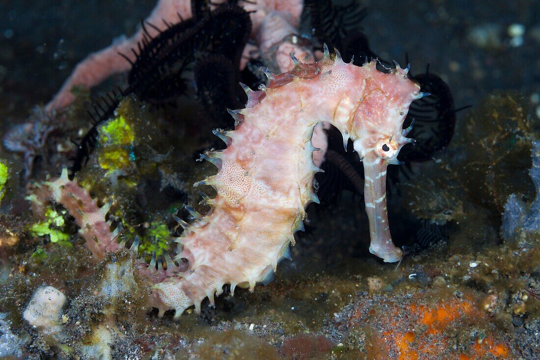 Thorny Seahorse, Hippocampus histrix, Bali, Indonesia.