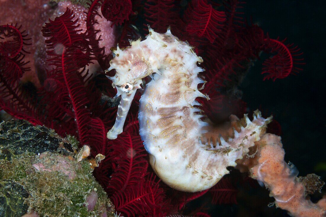 Thorny Seahorse, Hippocampus histrix, Bali, Indonesia.