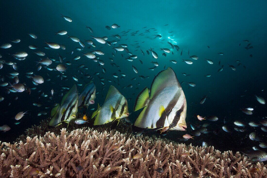 Pinnate Batfish, Platax pinnatus, Raja Ampat, West Papua, Indonesia.