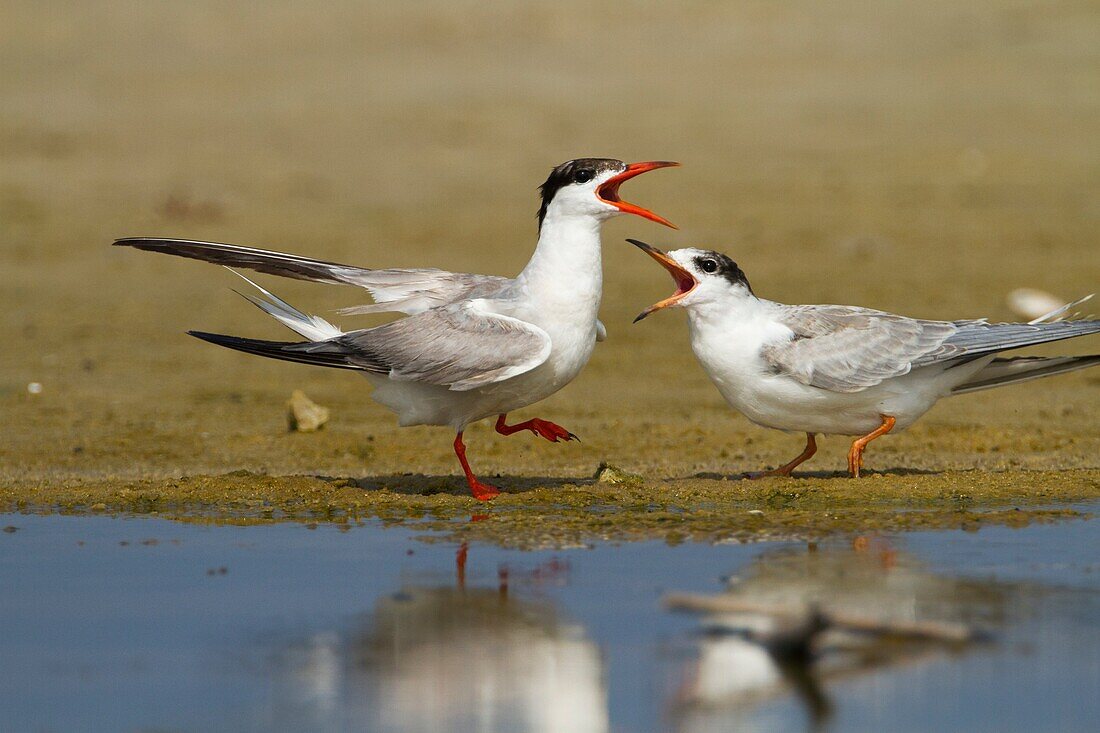 Common tern (Sterna hirundo) Screeching on a beach. This seabird is found in the sub-arctic regions of Europe, Asia and central North America. It migrates to the subtropical and tropical oceans. The common tern grows up to 37 centimetres with a wingspan o