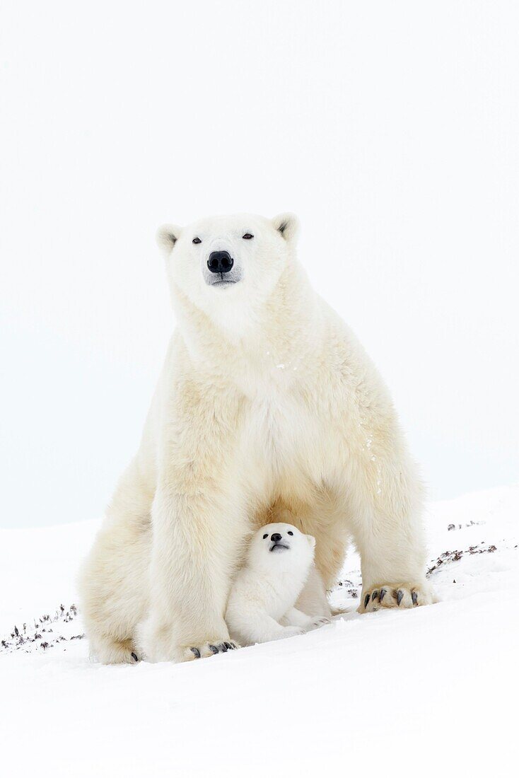 Polar bear mother (Ursus maritimus) getting up on tundra, with two new born cubs, Wapusk National Park, Manitoba, Canada.