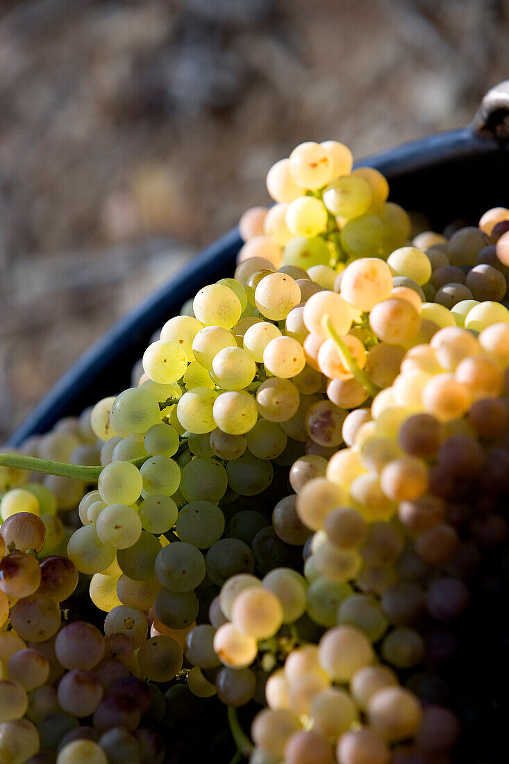 France, Vaucluse, Luberon, Goult, Domaine de la Verriere, grape haverst, wine grape