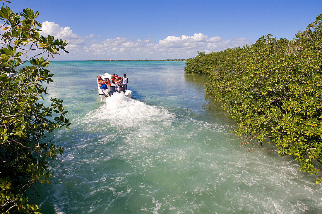 Dominican Republic, La Altagracia Province, Isla Saona, mangrove swamp
