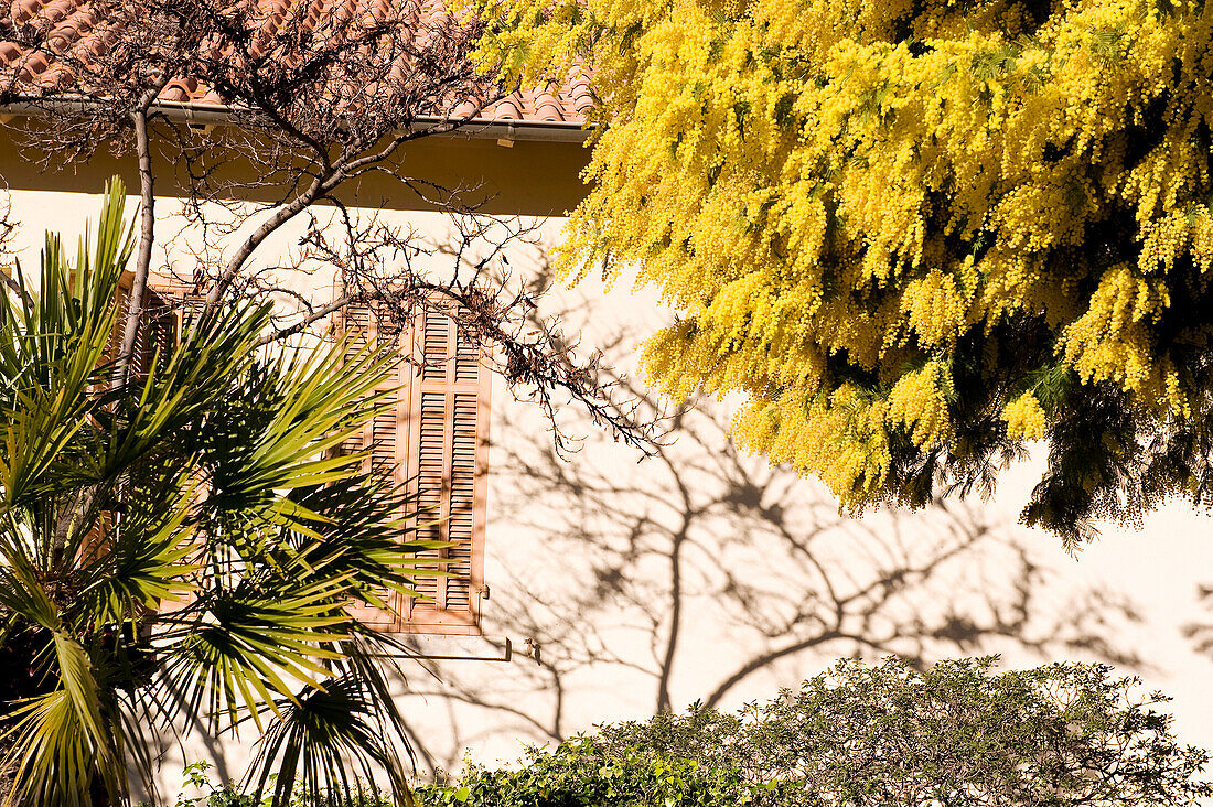 France, Var, Bormes les Mimosas, blooming mimosas