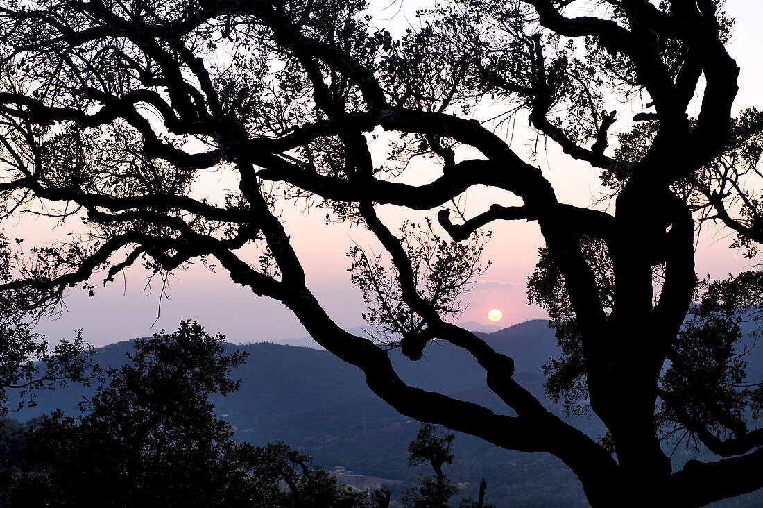 France, Var, Massif des Maures, the domanial forest of Dom