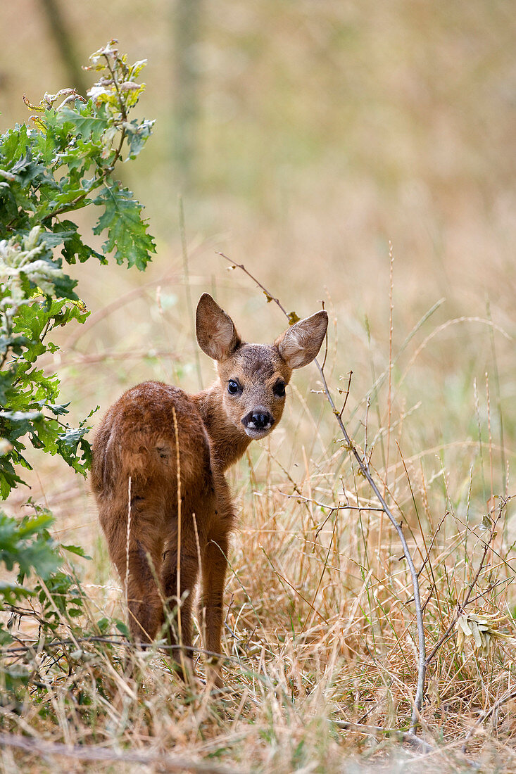 France, Deux Sevres, Chize Forest, Roe Deer (Capreolus capreolus)