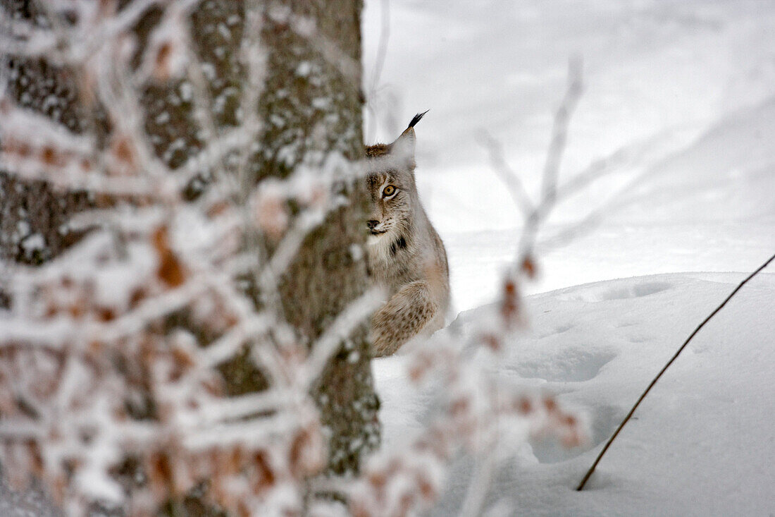 Germany, Bavaria, Bayerischer Wald National Park, lynx (lynx lynx)