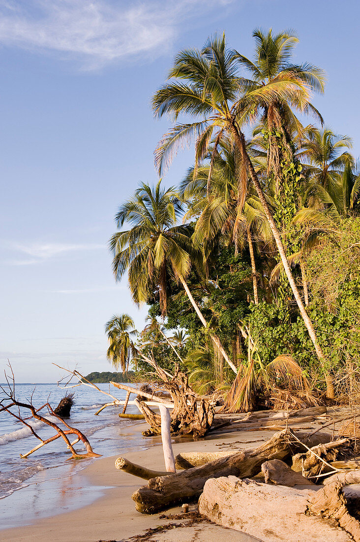 Costa Rica, Limon Province, Caribbean coast, Cahuita National Park