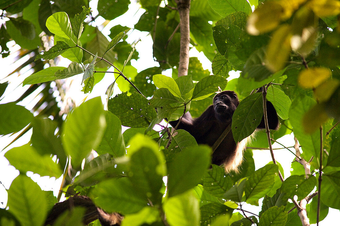 Costa Rica, Limon Province, Caribbean coast, Cahuita National Park, howler monkey (Alouatta)
