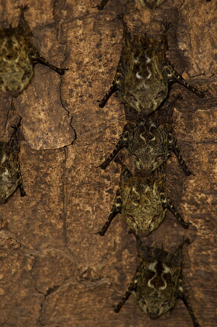 Costa Rica, Alajuela Province, Cano Negro National Reserve, bats (Saccopteryx sp.)
