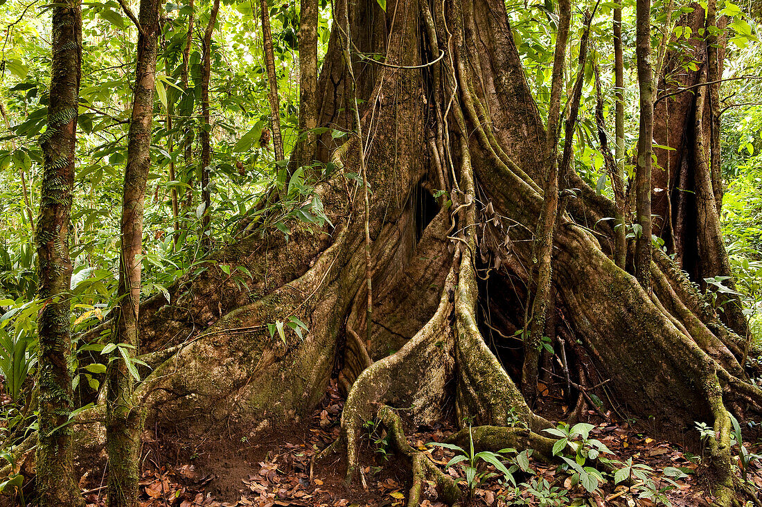 Costa Rica, Limon Province, Caribbean coast, Tortuguero National Park