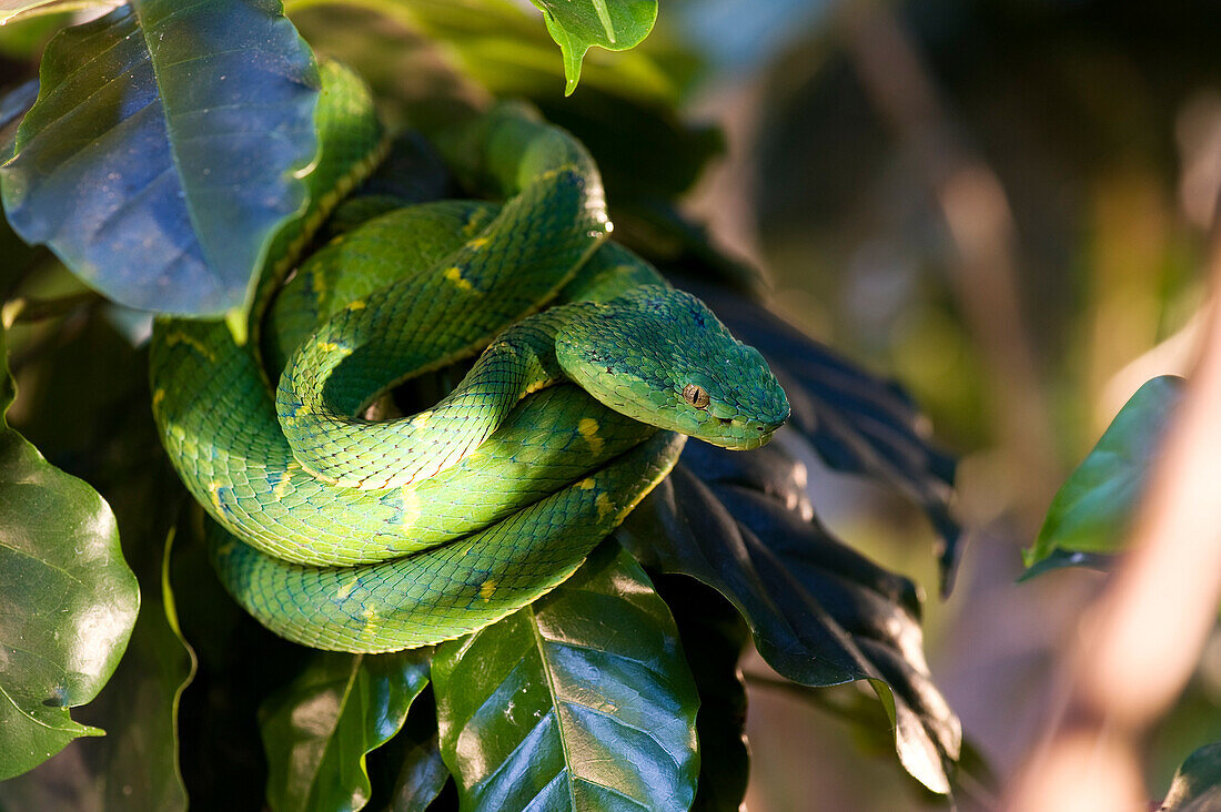 Costa Rica, Puntarenas Province, Santa Elena, Serpentarium, arboreal Lancehead snake (Bothriechis lateralis)
