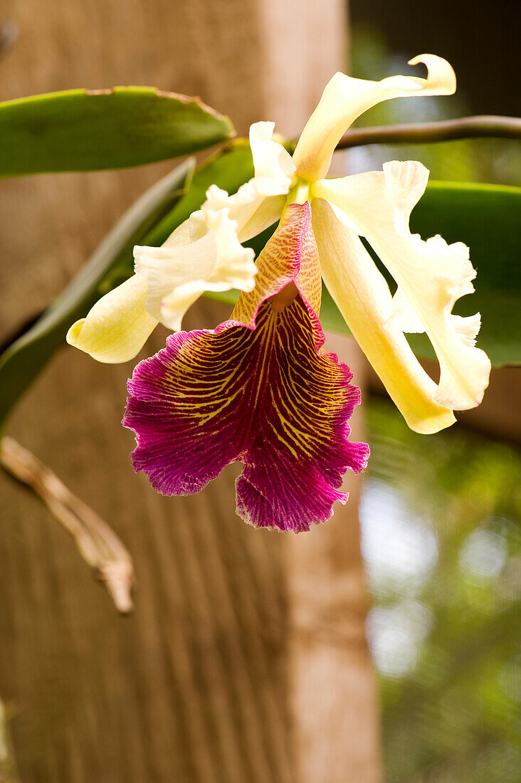 Costa Rica, Puntarenas Province, Santa Elena, Orchid Garden
