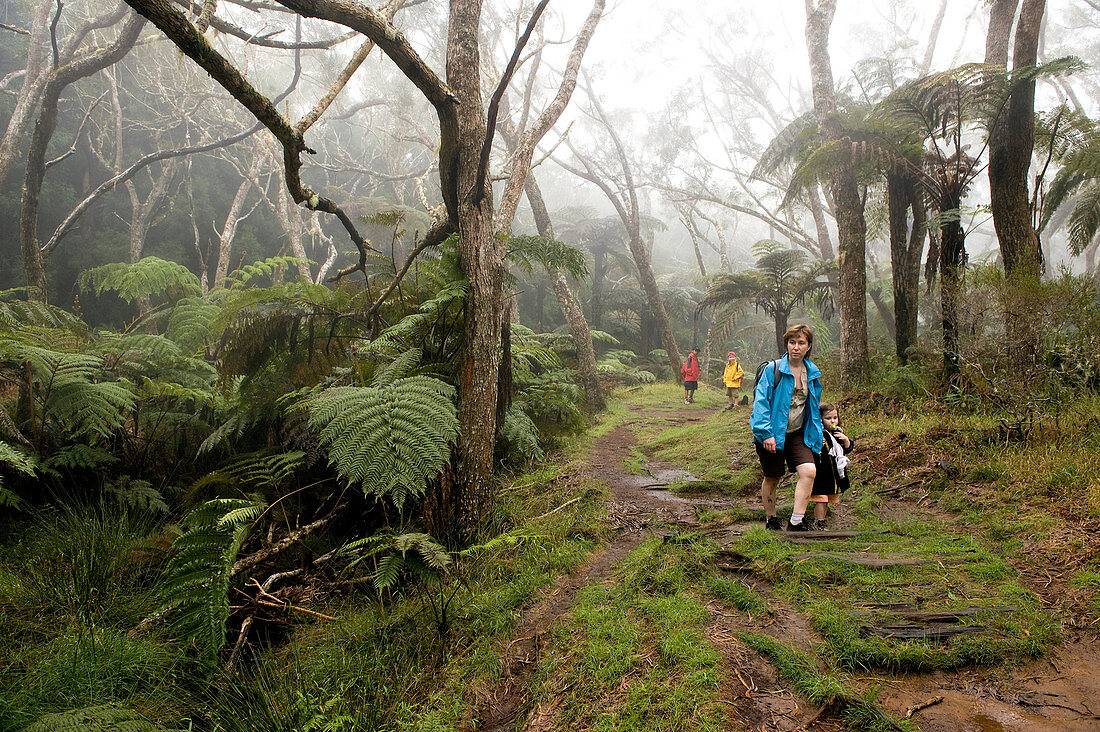 France, Reunion Island, Belouve forest