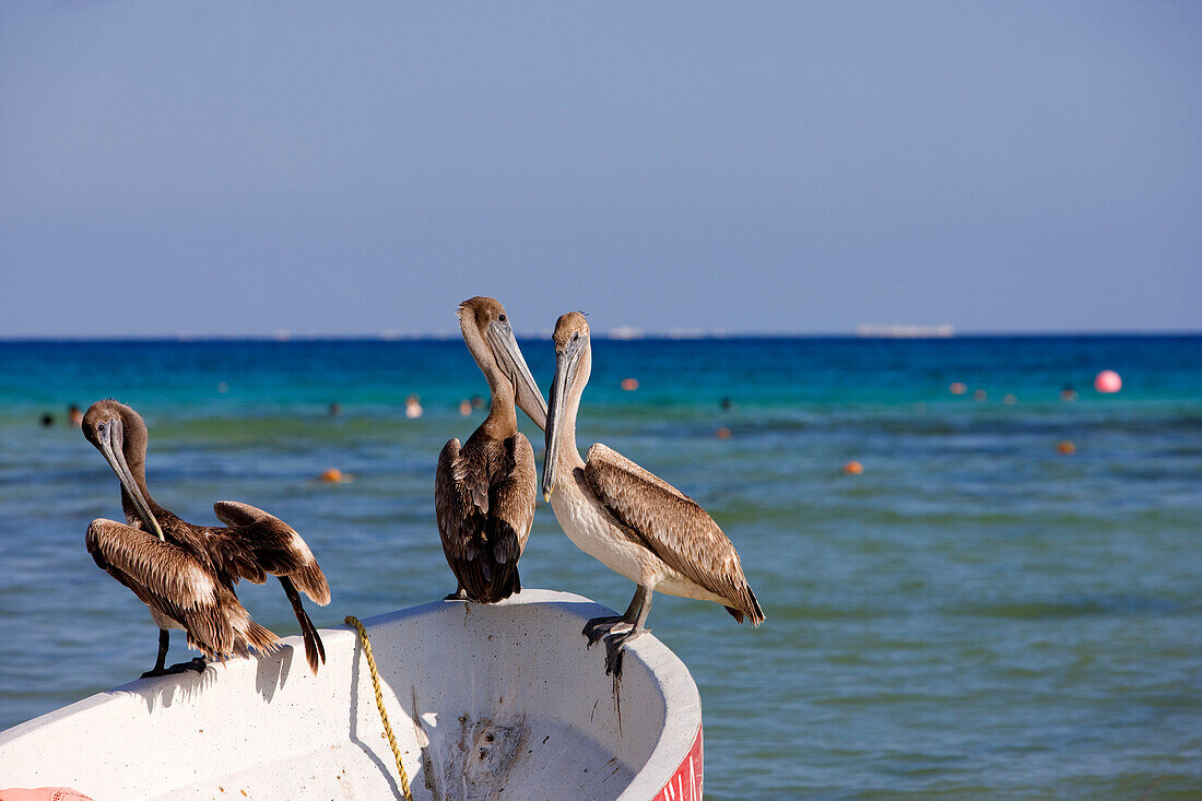 Mexico, state of Quintana Roo, Riviera Maya, Playa del Carmen, pelicans